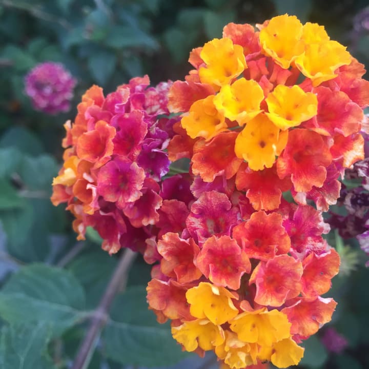 Blumenpracht Incekum Su Hotel