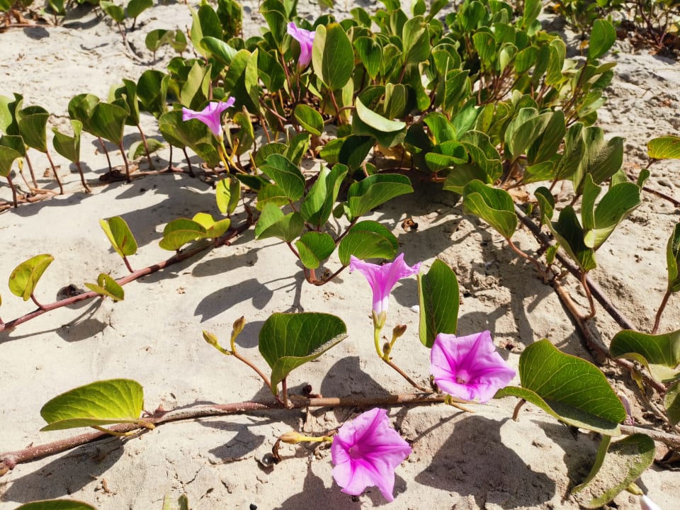 Strand TUI BLUE Tamala