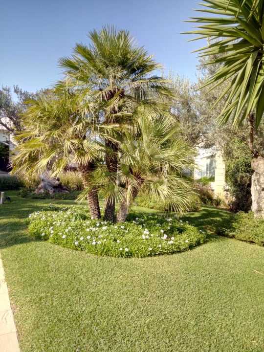 Gartenanlage Prinsotel La Dorada