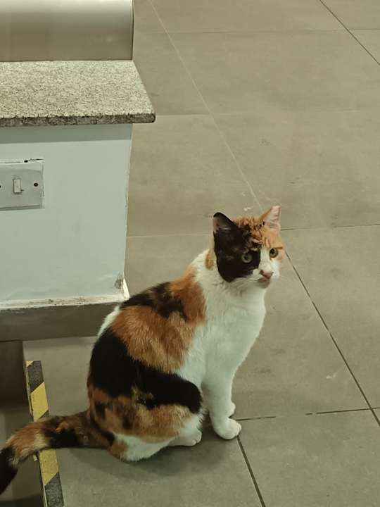 Sonstiges Asterias Beach