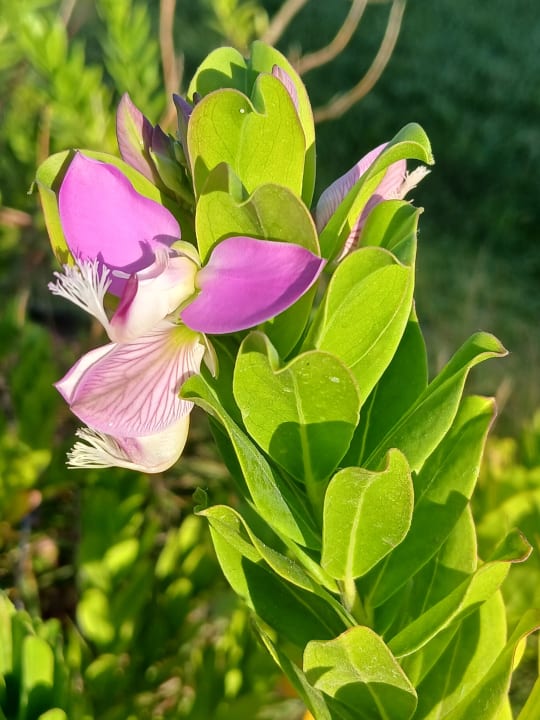 Gartenanlage Ephesia Holiday Beach Club