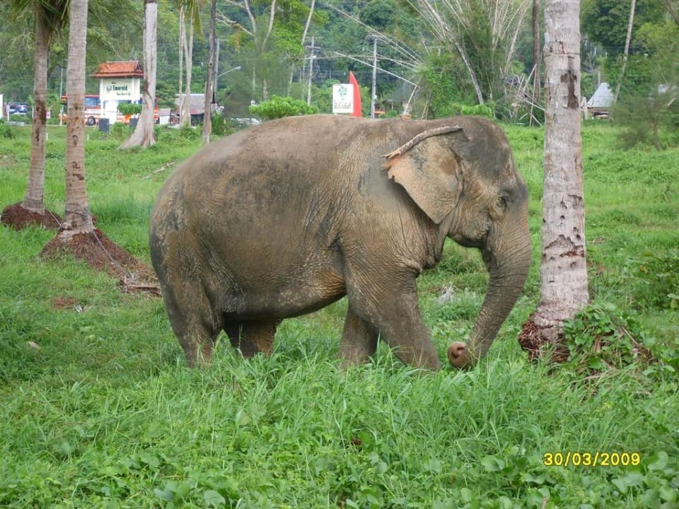 Elefanten grasen vor dem Hotel The Briza Beach Resort Khaolak