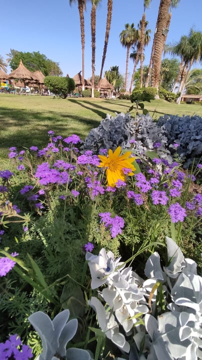 Gartenanlage Jolie Ville Kings Island Luxor