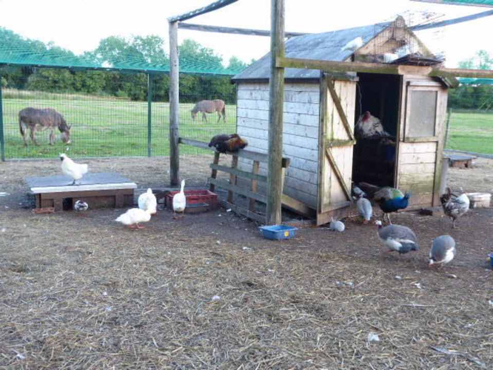 Freigehege Fitzgerald's Woodlands House Hotel