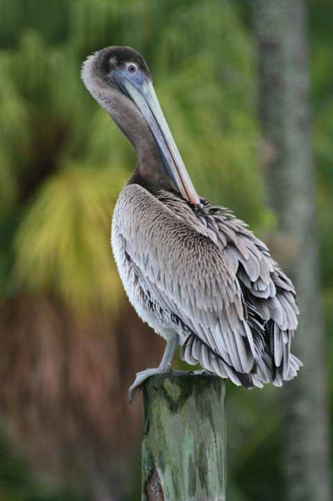 Pelikan Casa Acuario
