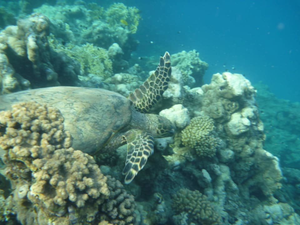Unsere Schildkröte Three Corners Equinox Beach Resort