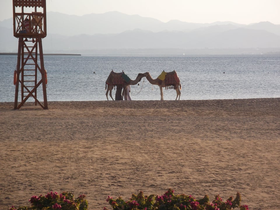 Kamel-Romanze Hotel Kempinski Soma Bay