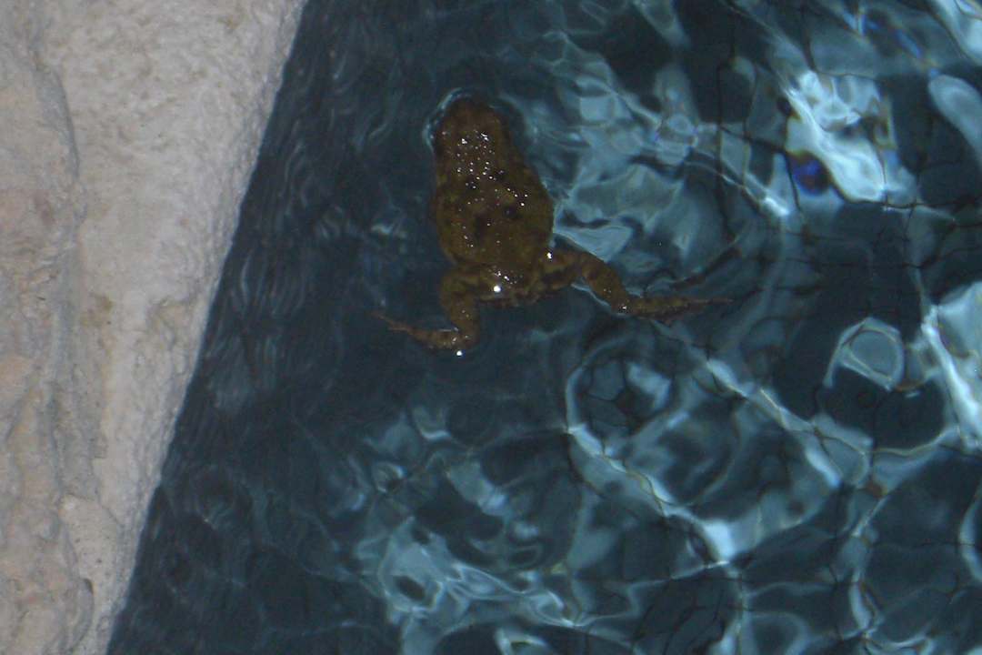 Frösche abends in und um den Pool Makadi Palace