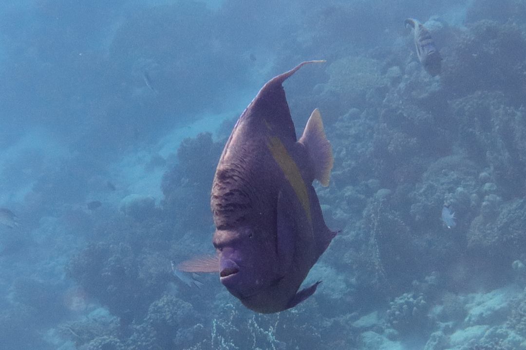 Strand Sunny Days El Palacio Resort & Spa