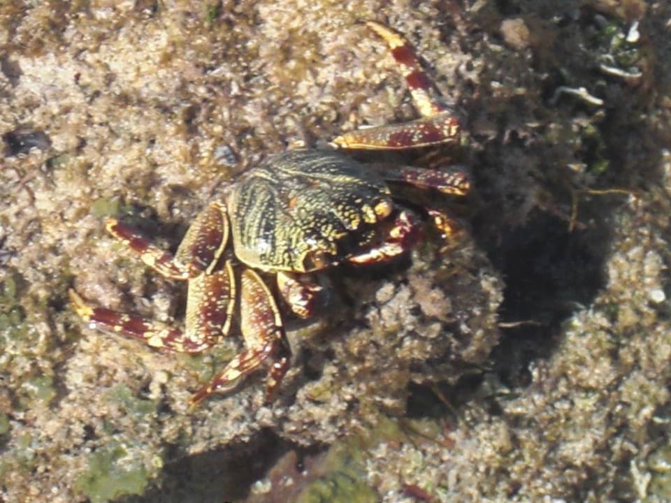 Ein Krebs Radisson Blu Resort, El Quseir