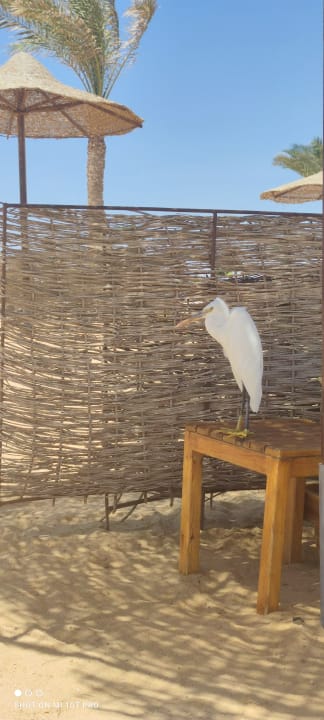 Sonstiges Three Corners Sea Beach Resort