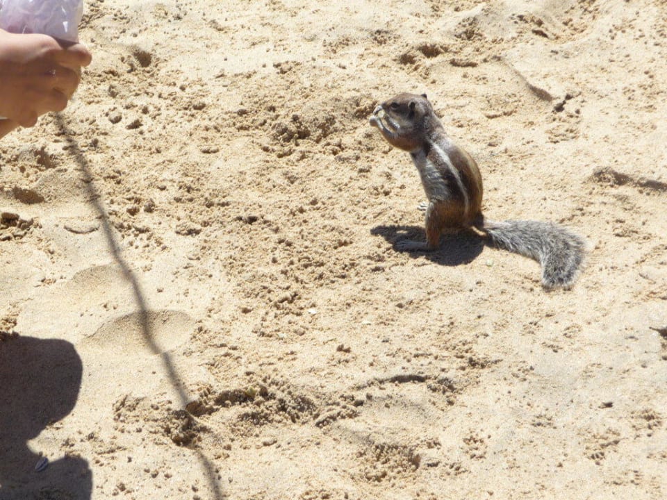 Ganz zahme Streifenhörnchen am Strand TUI MAGIC LIFE Fuerteventura