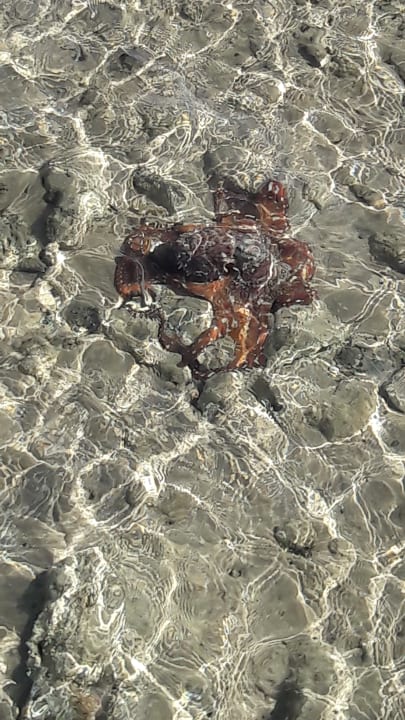 Strand Cleopatra Luxury Resort Makadi Bay