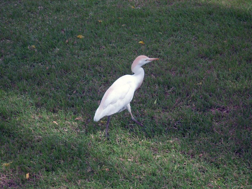 Mini Reiher Lotus Bay Beach Resort
