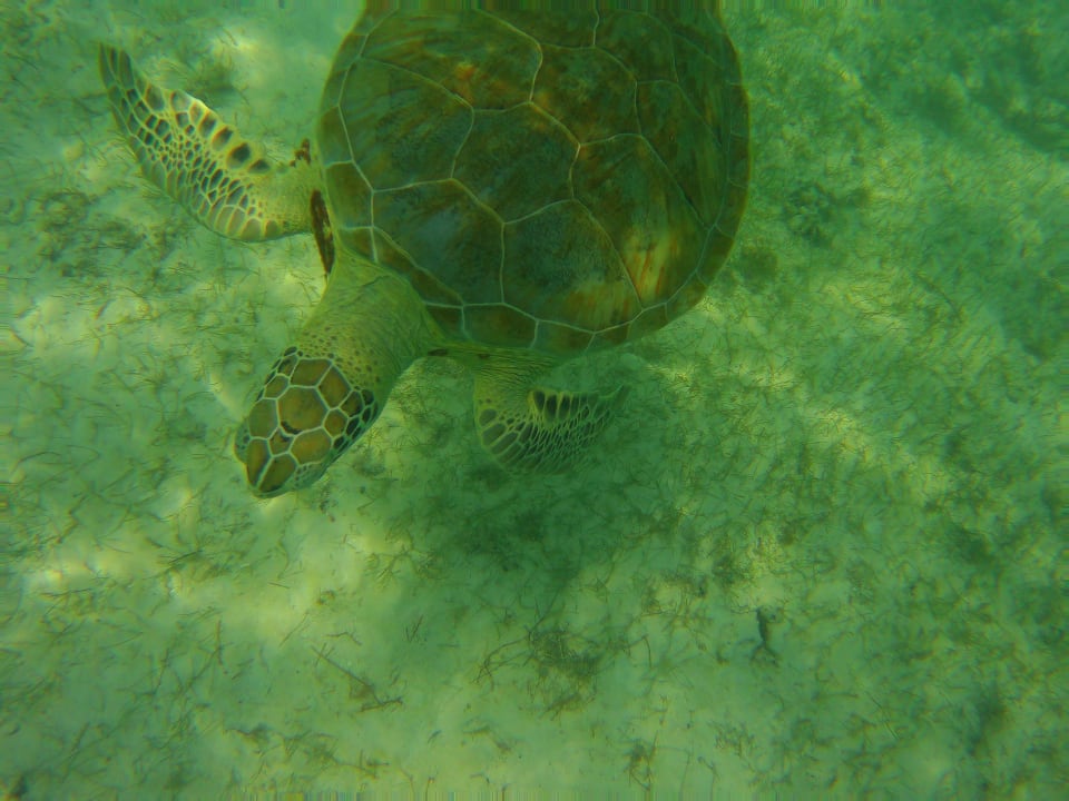 Strand Akumal Bay Beach & Wellness Resort