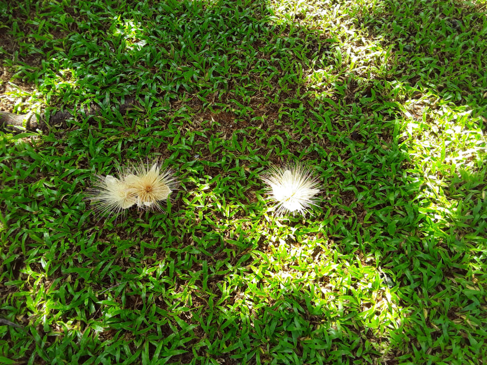 Gartenanlage Bangsak Village