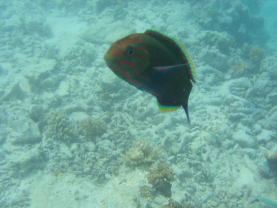 Kuss für die Kamera Cinnamon Dhonveli Maldives