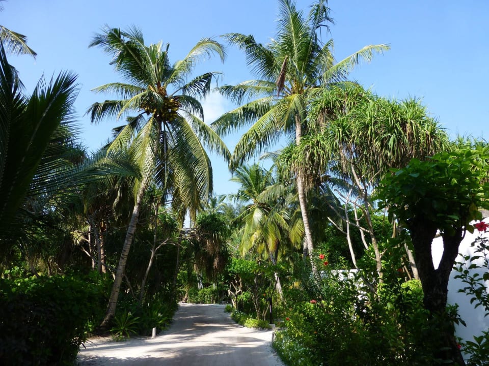 Grün, grün und grün wohin das Auge reicht LUX South Ari Atoll