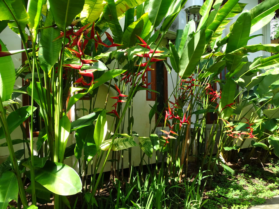 Gartenanlage Bangsak Village