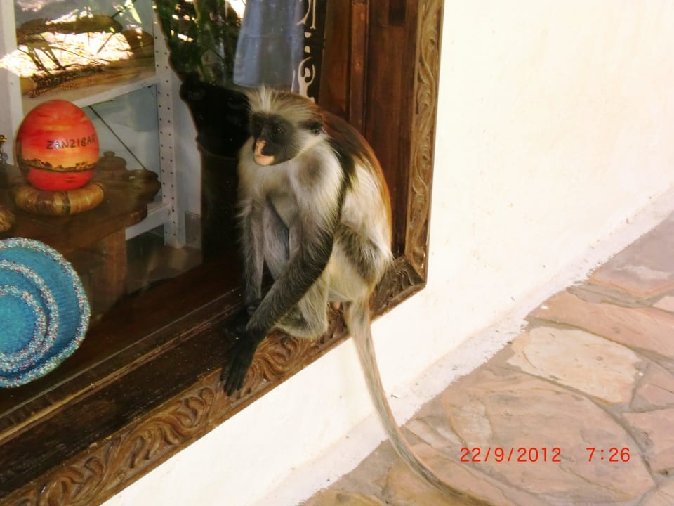 Affe vor der Boutique  Karafuu Beach Resort & Spa