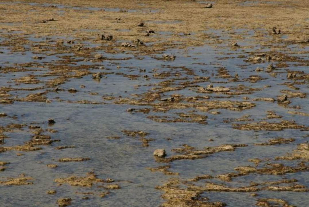 Ausblick bei Ebbe Mövenpick Resort El Quseir