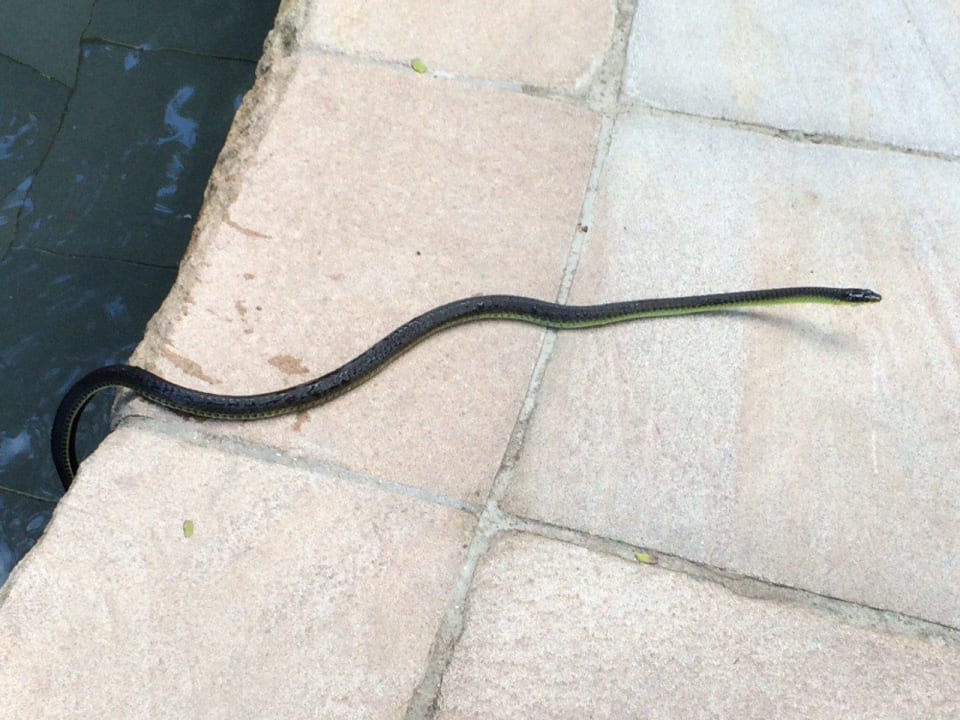 Schlange auf dem Weg InterContinental Hayman Island Resort