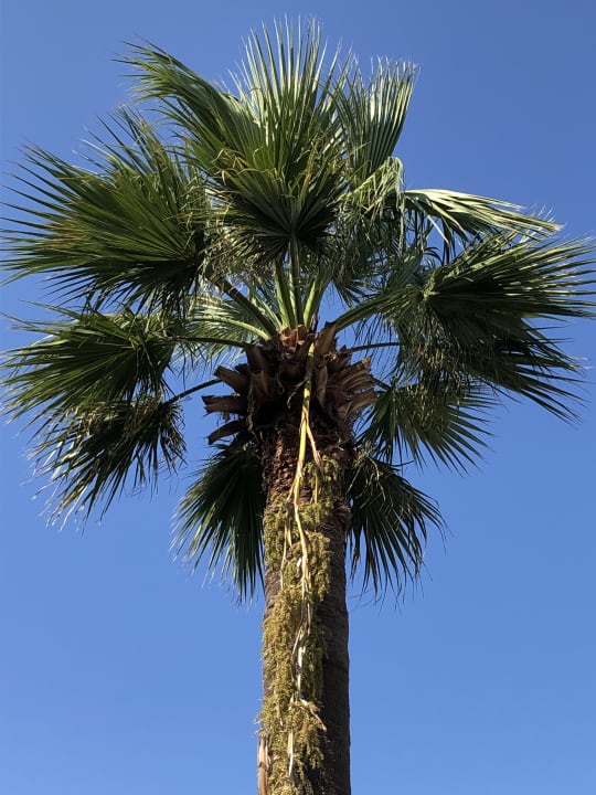 Außenansicht Trendy Side Beach Hotel - Adults only