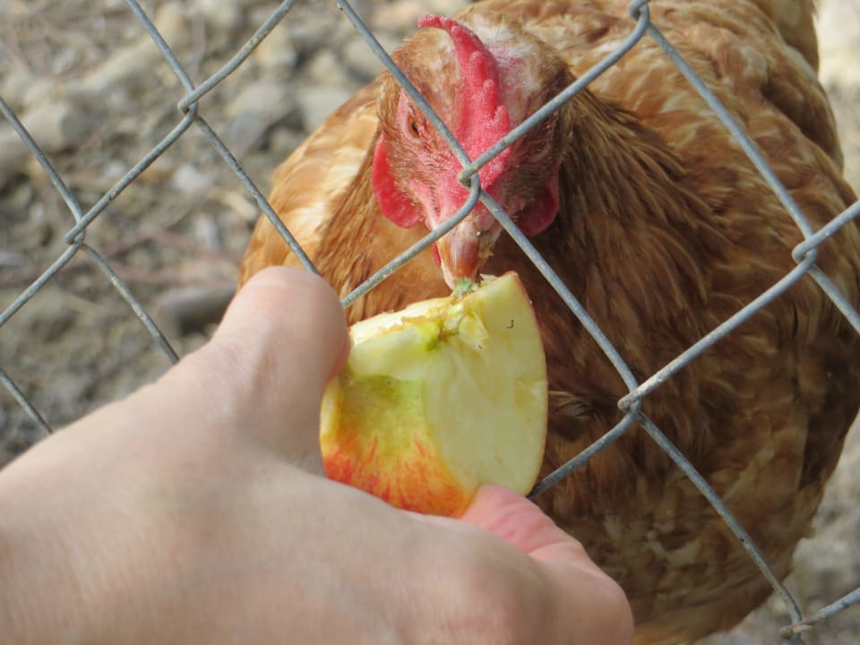 Hühner Finca Primavera