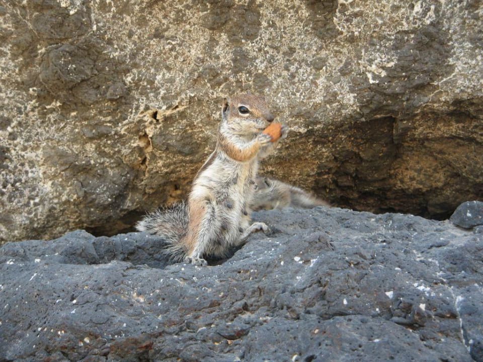 Fütterung von Streifenhörnchen am Strand H10 Tindaya