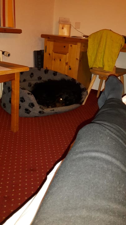 Akuter Platz mangel der Hund kann sich kaum bewege Sporthotel Pontresina