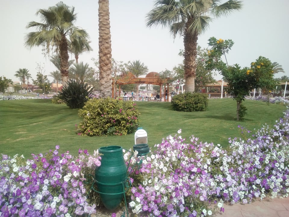 Gartenanlage Desert Rose