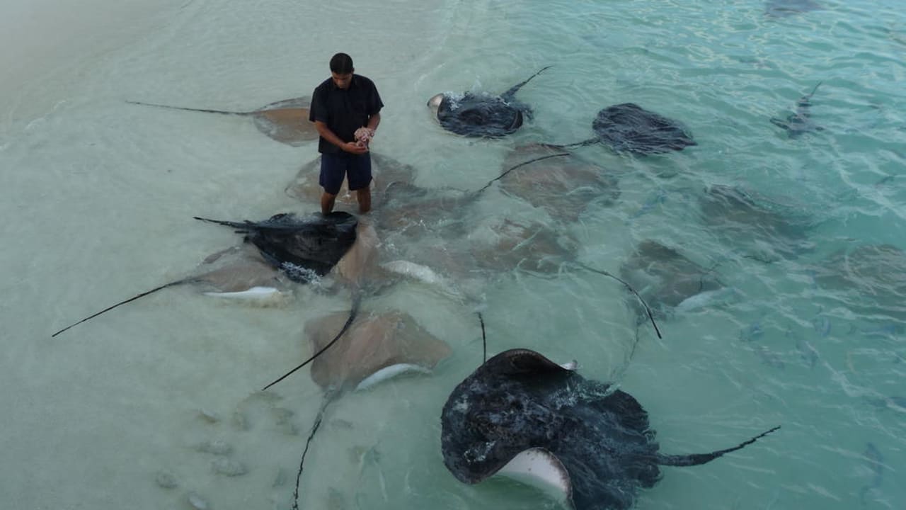 Gäste der Fischfütterung NH Collection Maldives Reethi Resort