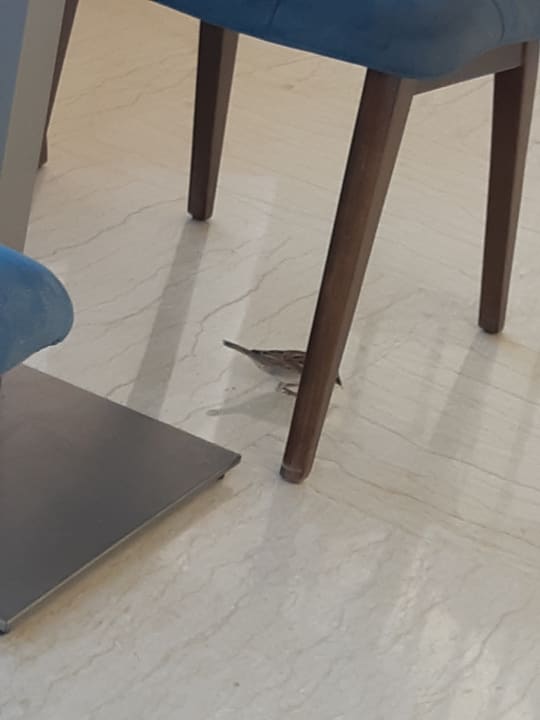 Gastro Beach Albatros Resort