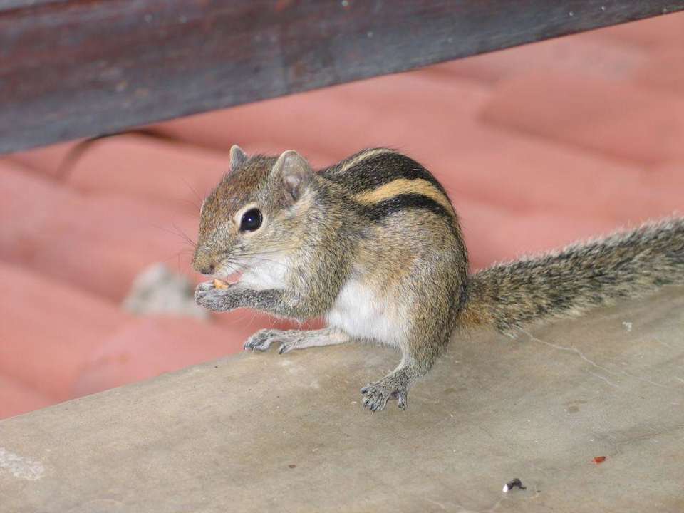 Streifenhörnchen Hotel Jetwing Beach