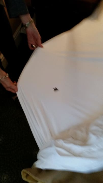 Hole in sheeet - a regualr feature of our stay Hotel The Colonnade