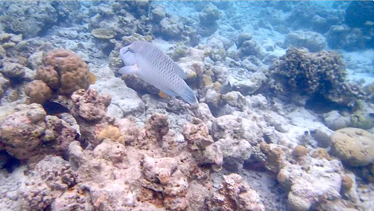 Sonstiges Vilamendhoo Island Resort & Spa