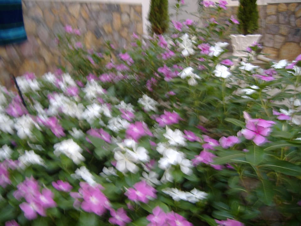 Viele tolle Blumen Bora Bora Butik Hotel
