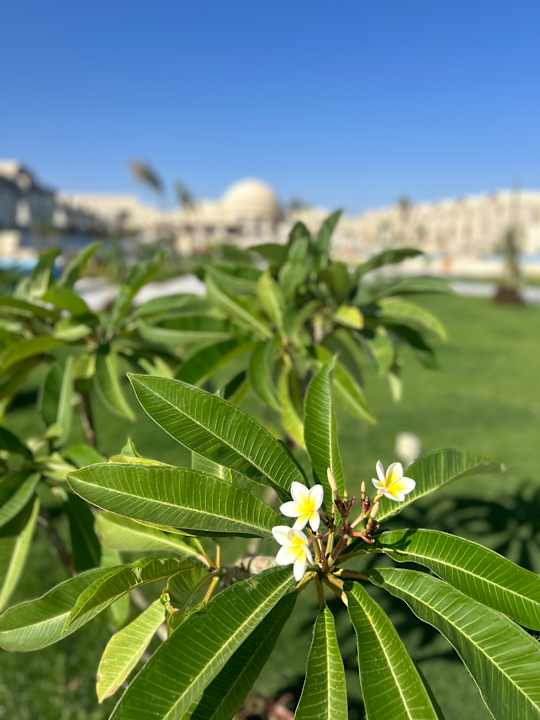 Außenansicht SUNRISE Anjum Resort Marsa Alam