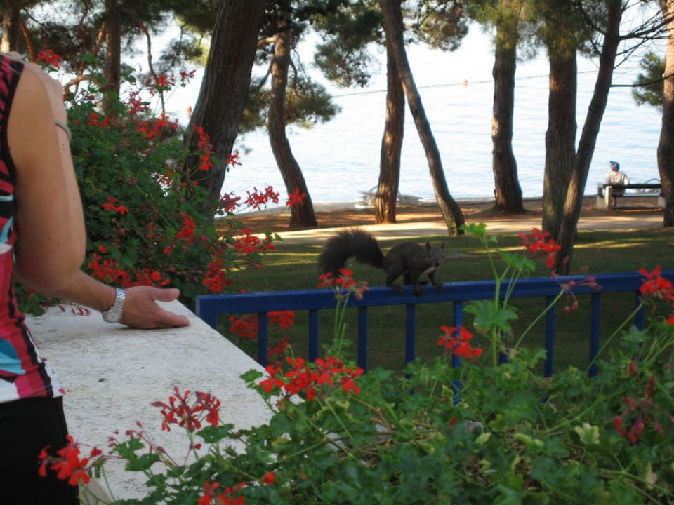 Eichhörnchen Hotel Parentium Plava Laguna