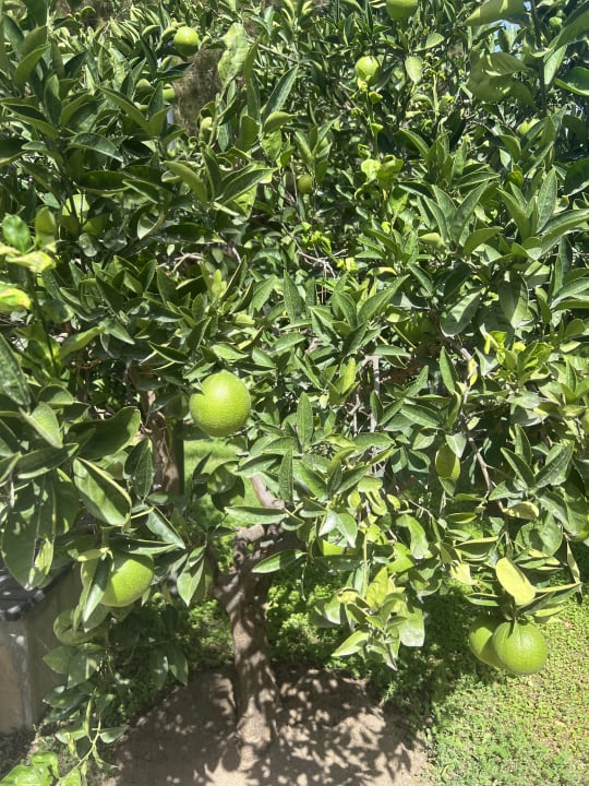 Gartenanlage TUI BLUE Palm Garden