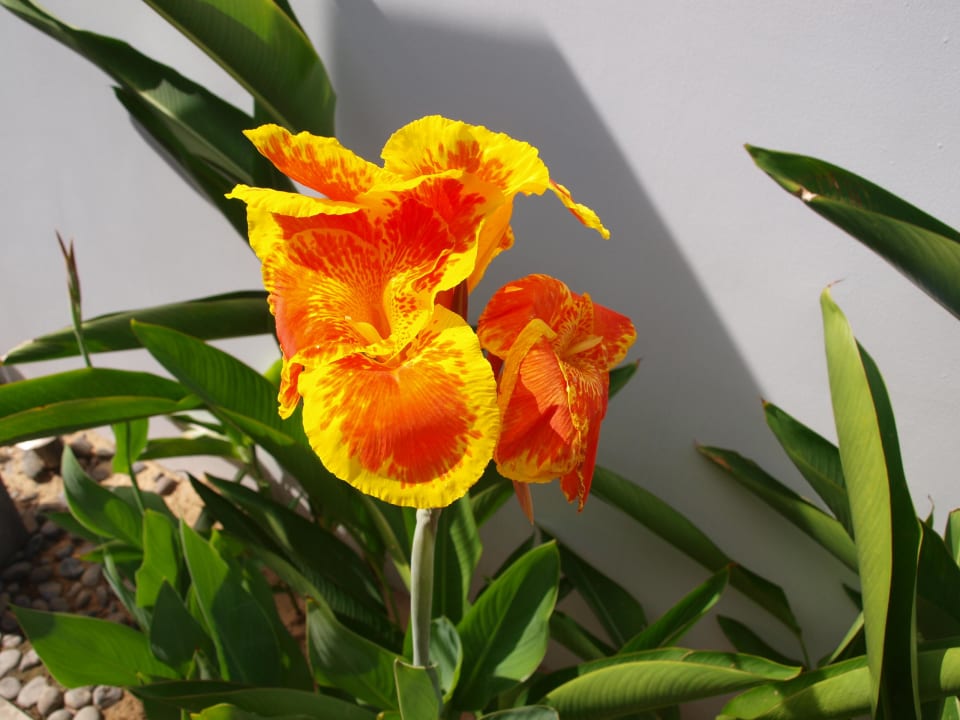 Gerade erblühte Pflanzen innerhalb der Außendusche Four Seasons The Nam Hai, Hoi An, Vietnam