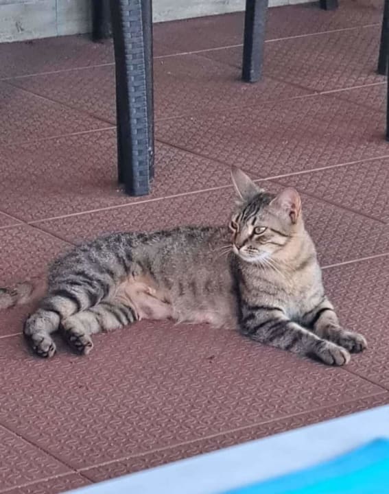 Sonstiges Aleria Belport Beach Hotel