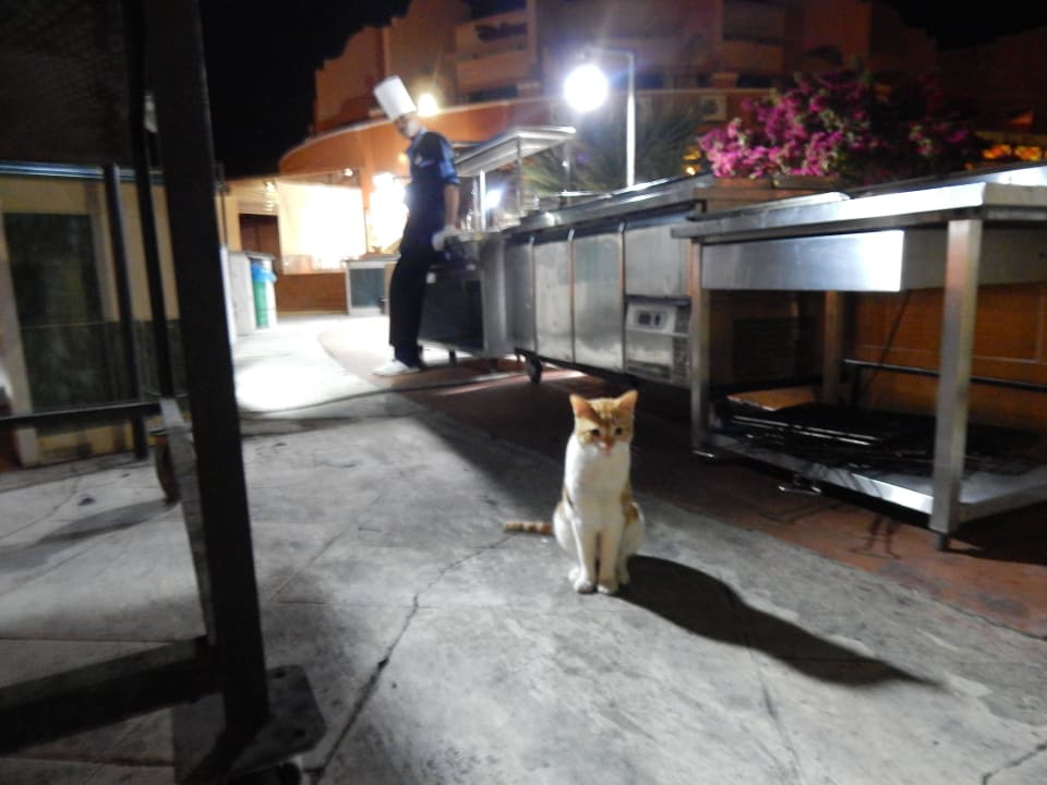 Kleiner Besucher Sentido Caribbean World Soma Bay