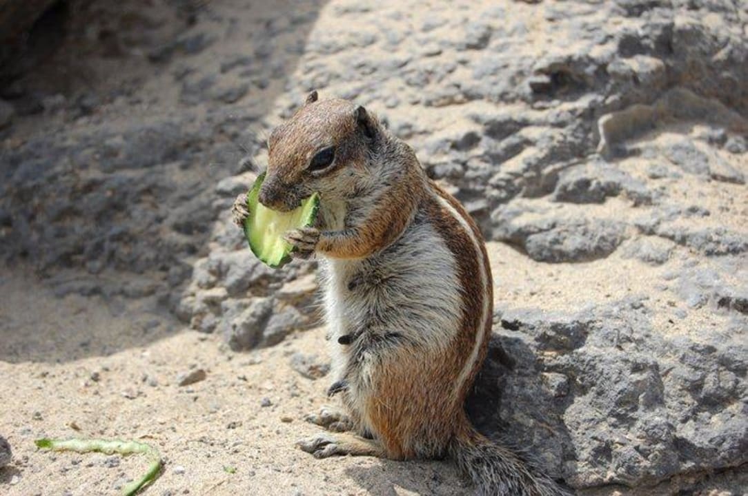 "Wiewiórka" SBH Hotel Taro Beach