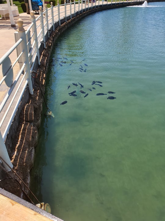 Gartenanlage Pickalbatros Dana Beach Resort - Hurghada