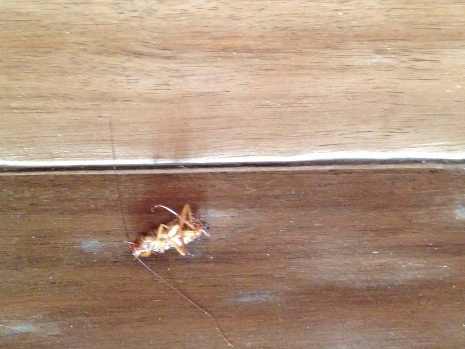 Kakerlaken  Hotel Six Senses Laamu