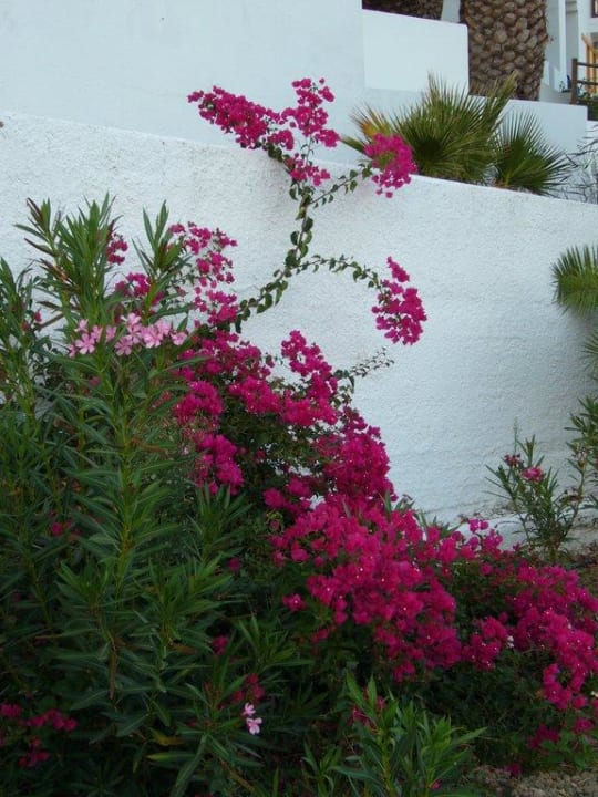 Blumen Lagas Aegean Village