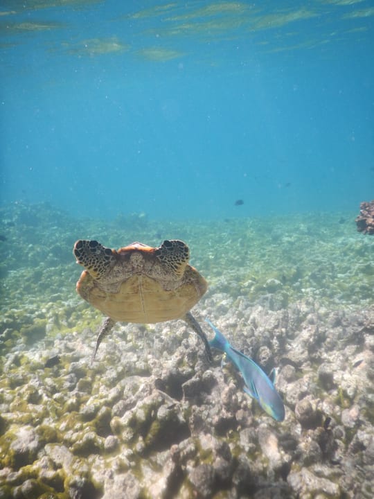 Sport & Freizeit Summer Island Maldives