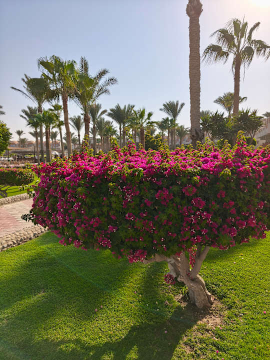 Außenansicht Three Corners Sea Beach Resort