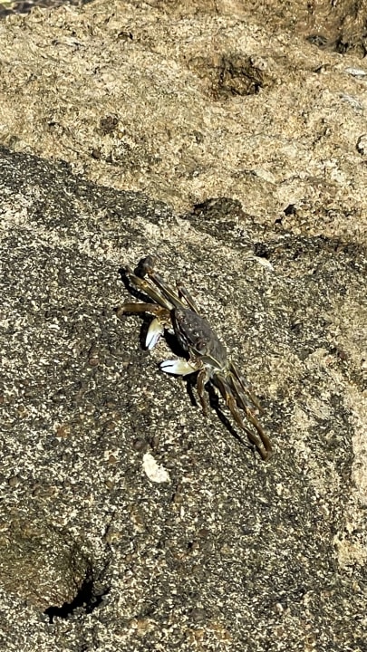 Strand Pickalbatros Citadel Resort